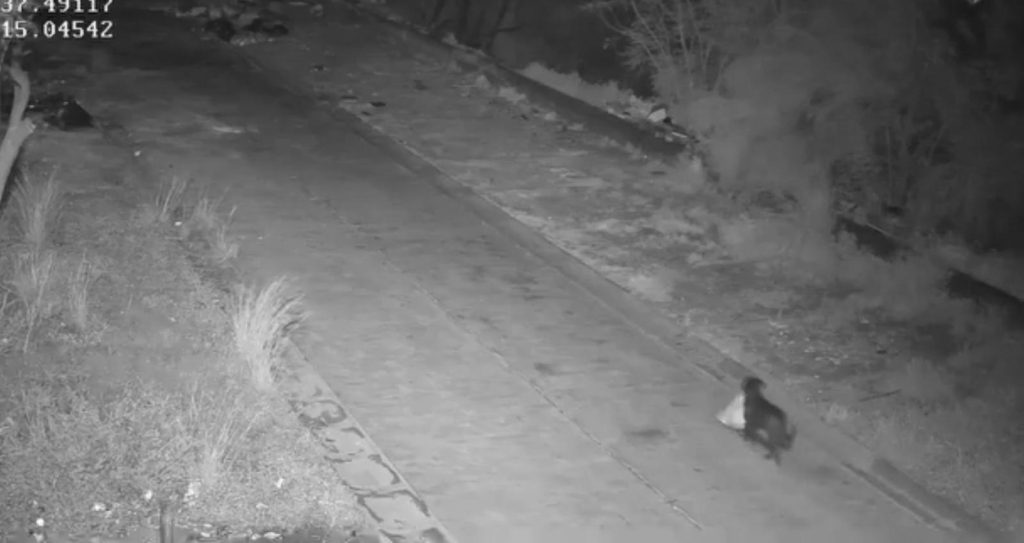 Catania, cane "addestrato" a gettare l'immondizia: il proprietario lo usava per creare microdiscariche