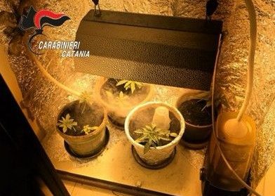Catania, lite per la finestra rotta: in casa i Carabinieri scoprono una serra hi-tech nell'armadio
