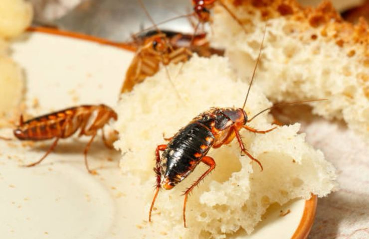 Catania, scarafaggi (vivi e morti) vicino al cibo: chiuso ristorante in un centro commerciale