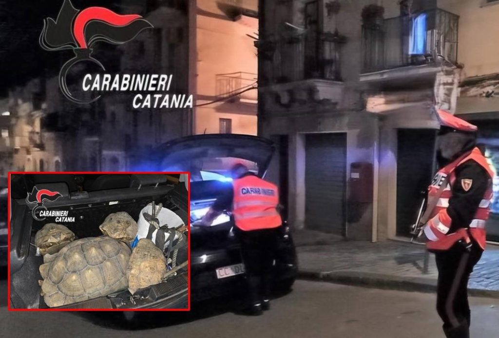 Motta S. Anastasia, tartarughe protette e arnesi da scasso nel cuore della notte: due denunciati
