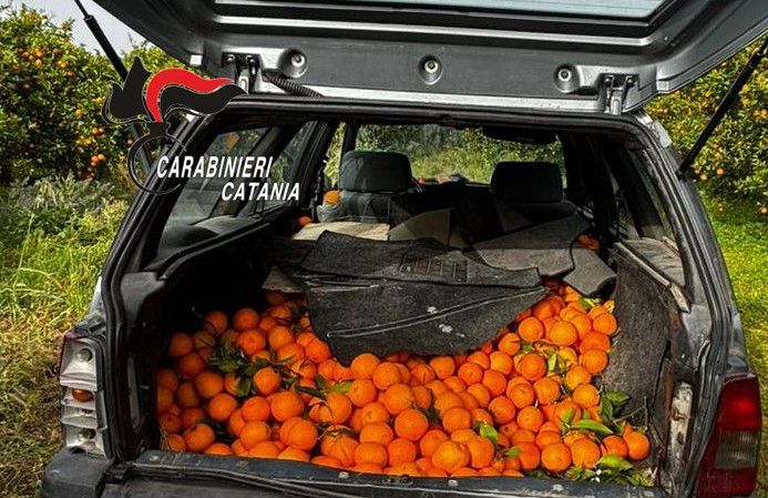 Mineo, arance rubate con le “cammisedde”: trio di catanesi incastrato da un passante. 500 kg sequestrati