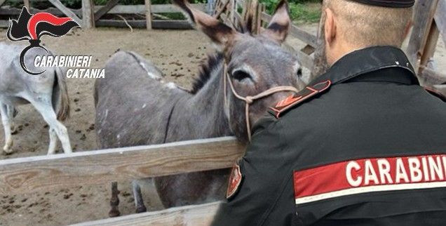 Furto d'asini a Piedimonte Etneo, l'Arma li rintraccia in un "recinto sospetto": due denunciati