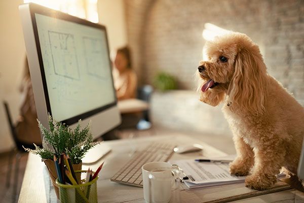 Catania, lavorare con Fido e Micio: la Città Metropolitana sceglie un ufficio a misura di famiglia (a quattro zampe)