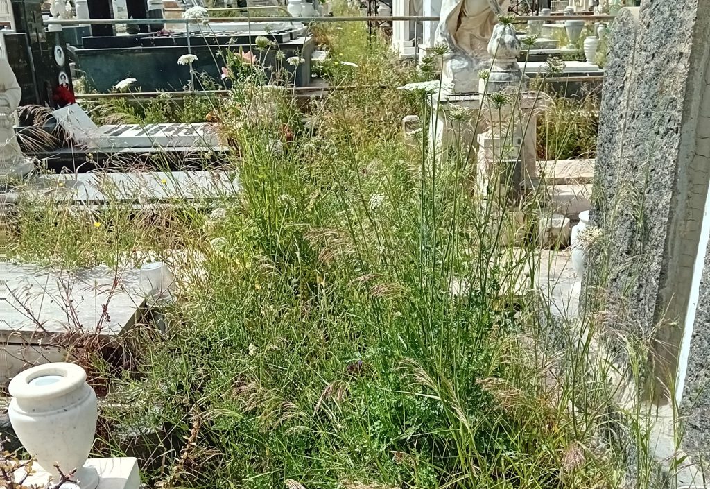 Paternò, degrado al cimitero monumentale: erbacce invadono viali e tombe dei neonati