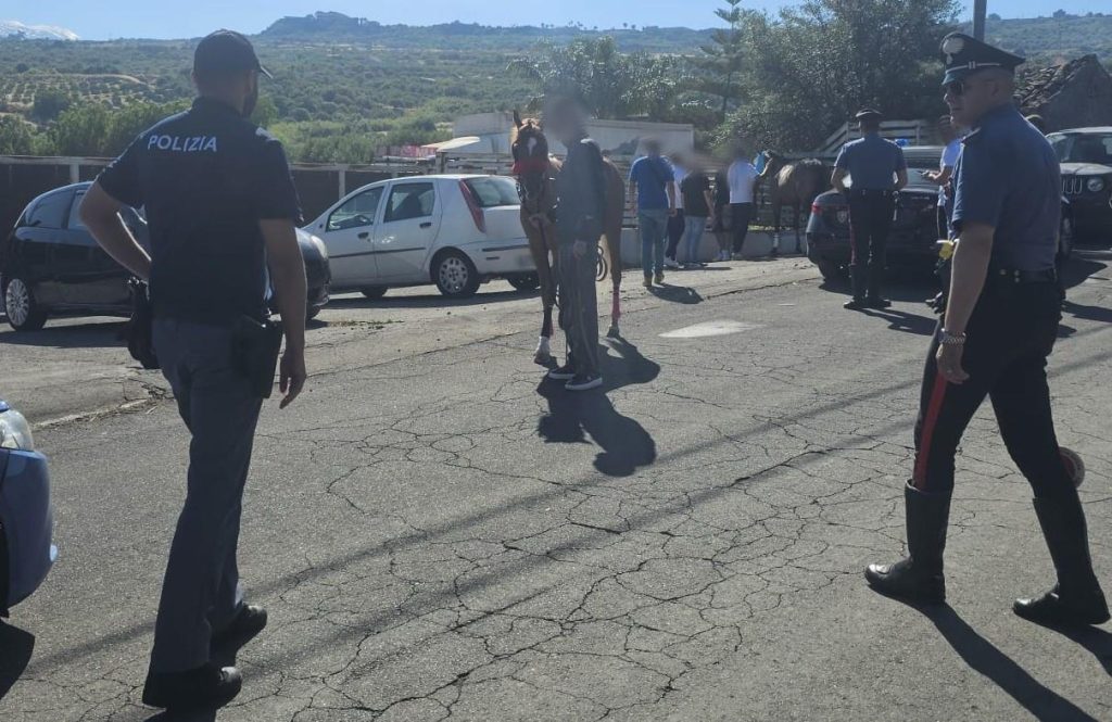 Paternò e Adrano, corse clandestine di cavalli nel mirino: due animali sequestrati, multe fino a 6.500 euro