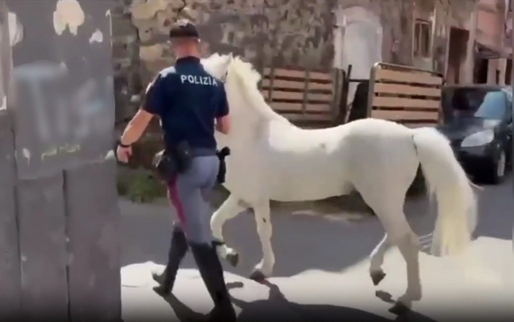 Catania, corse clandestine e cavalli maltrattati: 50 agenti in azione tra Librino e San Cristoforo. Sequestrati 13 animali (VIDEO)
