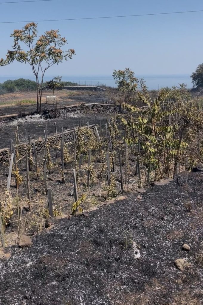 Piromane in azione a Zafferana Etnea: distrutti vigneti e coltivazioni. Confagricoltura: "Servono condanne esemplari"