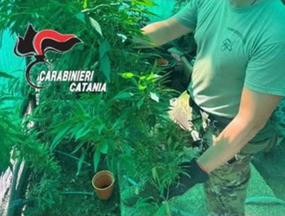 Paternò, serra della droga nascosta tra gli alberi: rinvenute 24 piante di cannabis e 2 kg di marijuana