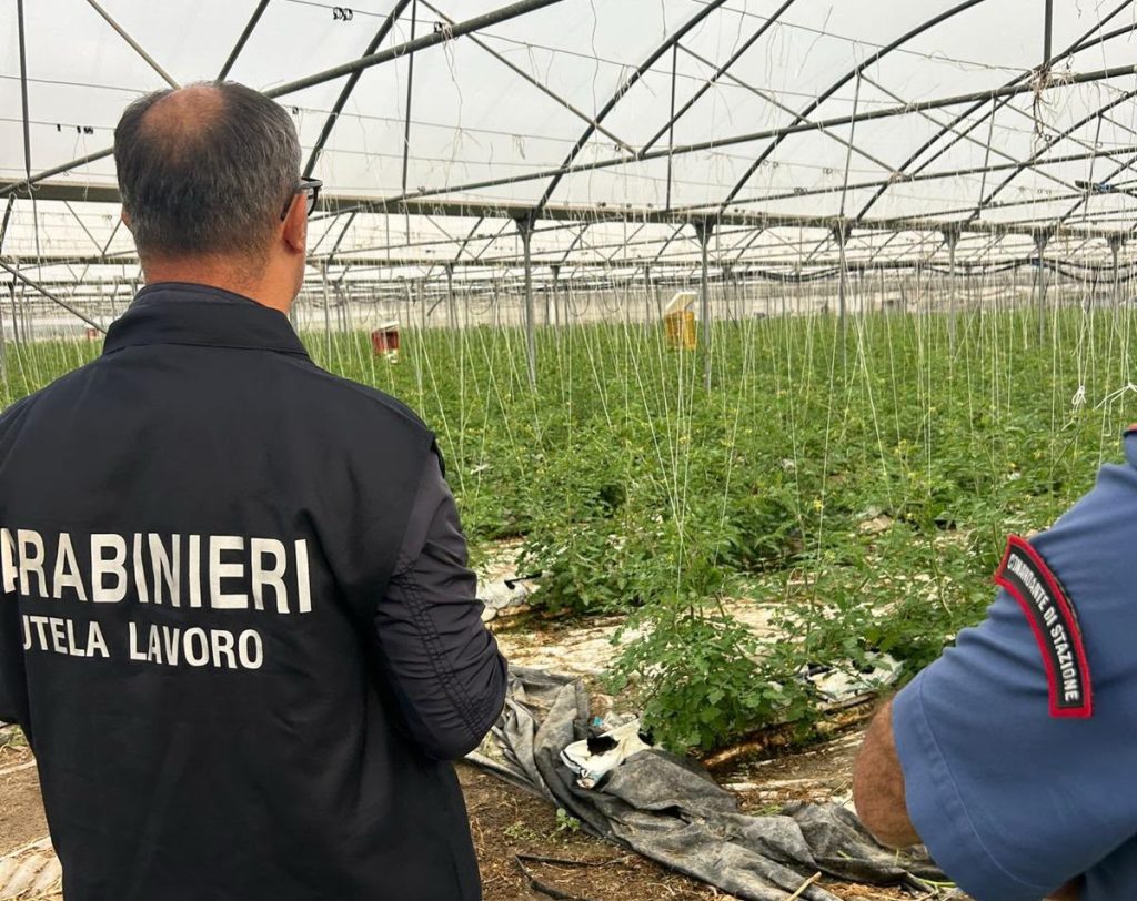 Caporalato senza pietà: schiavi delle arance pagati 1 euro a cassetta, 4 arresti in provincia di Enna (VIDEO)