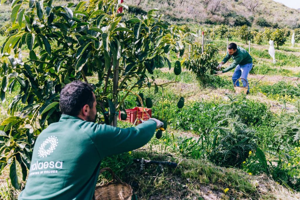 Avocado made in Sicily: Halaesa espande la produzione con un finanziamento da 20 mln