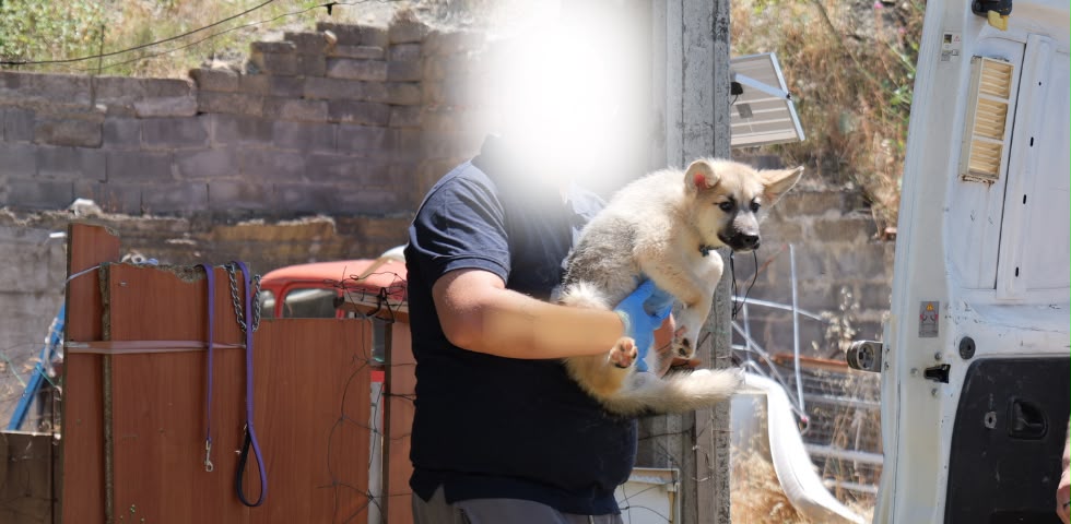 Bronte, 19 cani in condizioni disumane: sequestro e denuncia per maltrattamento