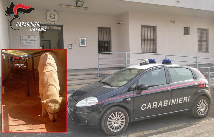Mascali, cane lasciato al sole su un balcone senza acqua né cuccia: denunciano il proprietario