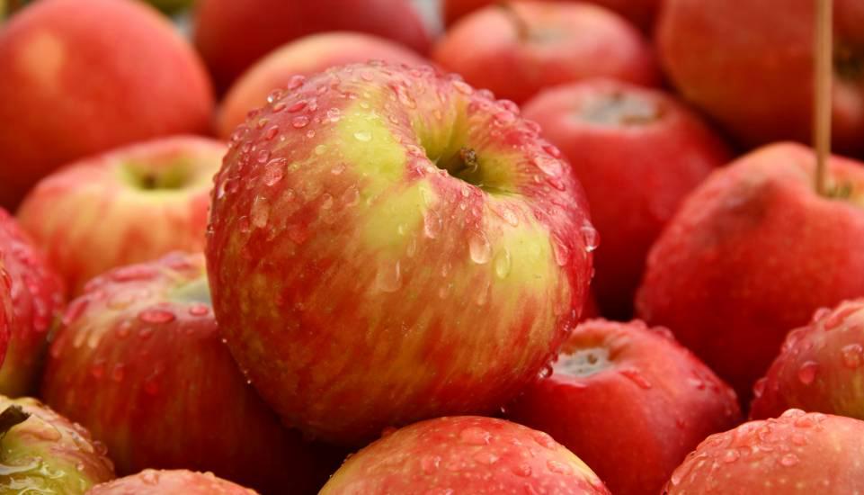 Caldo e siccità anticipano la raccolta delle mele in Valtellina: frutti più piccoli ma di qualità