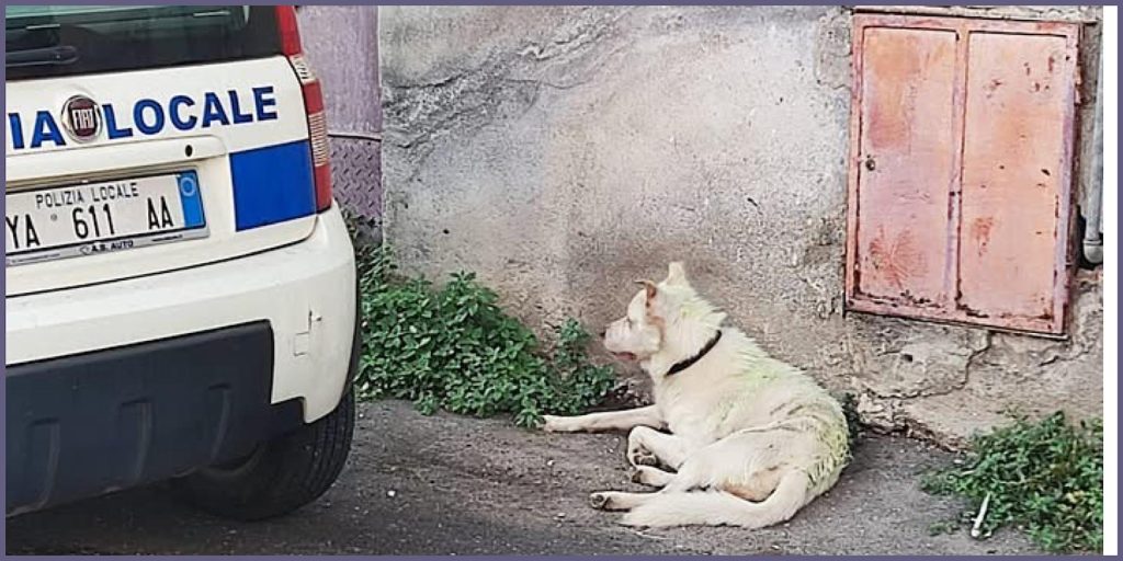 Adrano, cani uccisi a bastonate e dati alle fiamme: scatta il TSO per il presunto responsabile