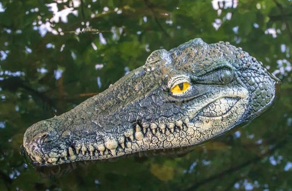 Testa di coccodrillo in valigia a Caselle: passeggero denunciato dalla Guardia di Finanza