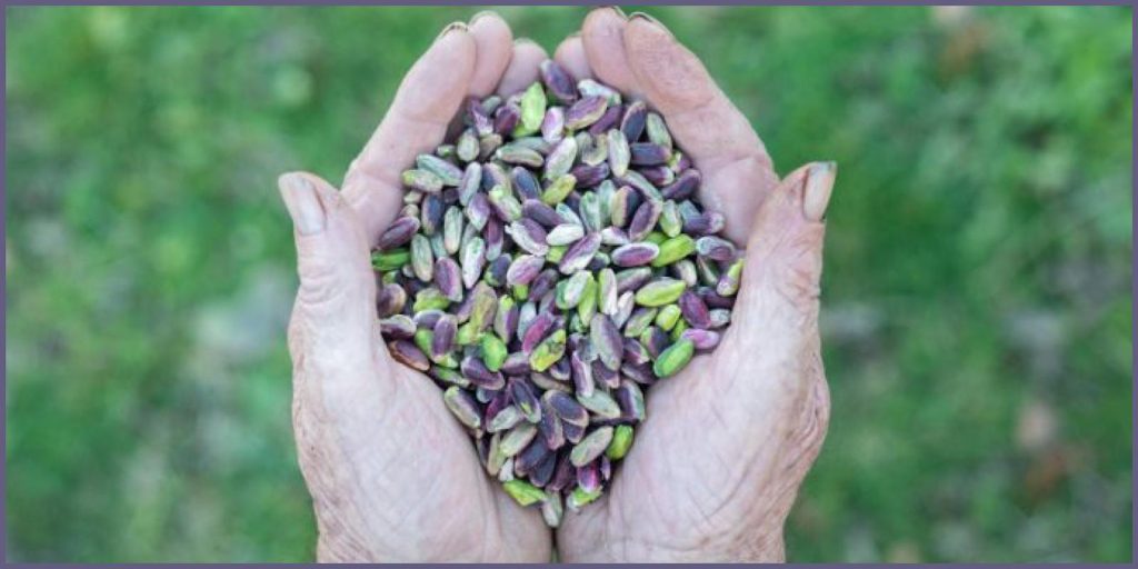 La "gemma verde" dell'Etna si accende: Bronte pronta per la 35esima Sagra del Pistacchio