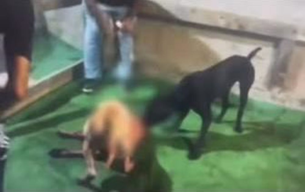 Gela, giro di combattimenti clandestini tra pitbull: sei indagati e 13 cani sequestrati